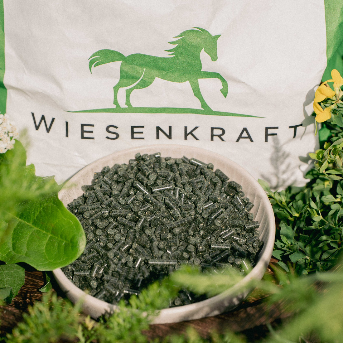 Muskelaufbau beim Pferd: Was wirklich funktioniert